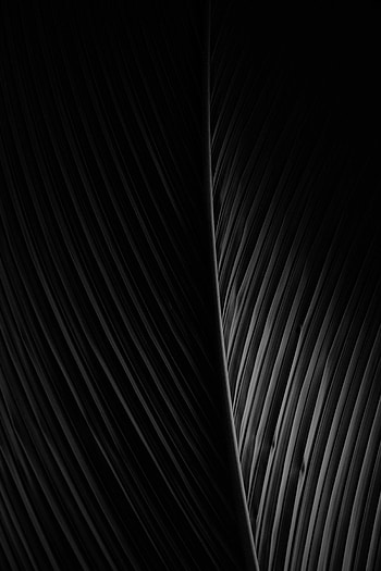 Dark, Bw, Chb, Leaflet HD phone wallpaper