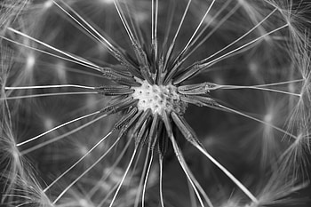 Macro, Close-Up, Dandelion, Fluff, Fuzz HD wallpaper