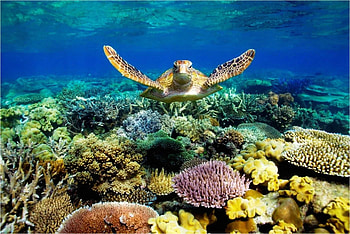 Barrier reef , Underwater paradise, Tropical marine life, Captivating oceanic beauty HD wallpaper