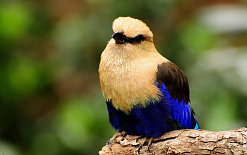 Animals, Bird, Branch, Color, Unusual HD wallpaper