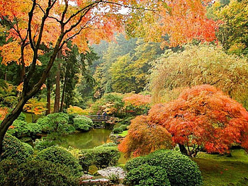 japanes, japenes, live HD wallpaper