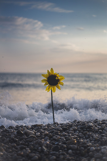 Flowers, Stones, Sea, Waves, Flower, Surf, Sunflower HD phone wallpaper