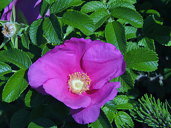 Nestled Among The Leaves, graphy, Leaves, Nature, Flower, Wild Rose HD wallpaper
