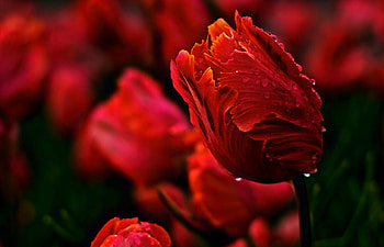 Love, beautiful, flowers, red HD wallpaper