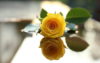 A Rose, rose, reflection, yellow, flower, nature HD wallpaper