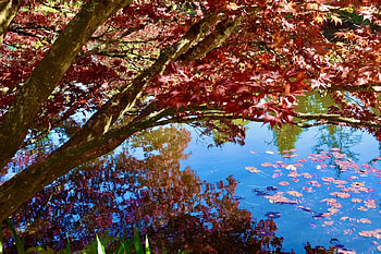 Shade over Water, Water, Leaves, Branch, Tree HD wallpaper