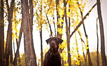 Animals, Forest, Dog, Friend HD wallpaper
