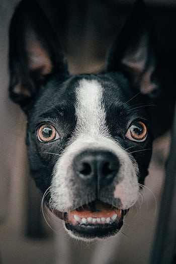 Close-up portrait of a Boston Terrier dog with expressive eyes and ears focused on the camera. HD phone wallpaper