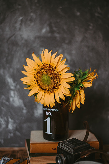 Flowers, Sunflowers, Books, Miscellanea, Miscellaneous, Vase, Camera HD phone wallpaper
