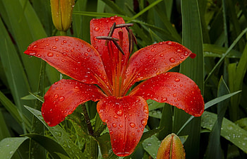Flowers, Drops, Flower, Close-Up, Greens, Freshness, Garden, Lily HD wallpaper