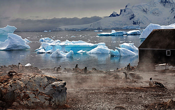 Animals, Water, Pinguins, Fog, House, Atmosphere, Glaciers HD wallpaper
