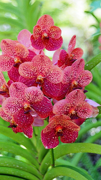 Vanda Orchid, Red HD phone wallpaper