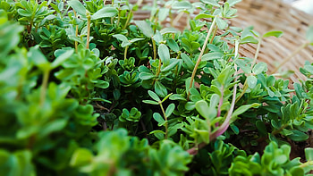 Breckland thyme, Blooming marjoram, Colorful shrubbery, Lush garden scenery HD wallpaper
