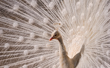 Best peacock, Mac , , Beauty HD wallpaper