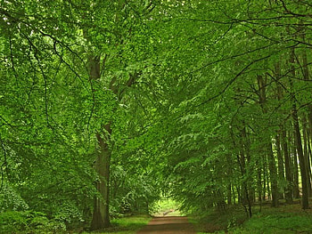 Deep in the Forest, trees, trail, leaves, forest HD wallpaper