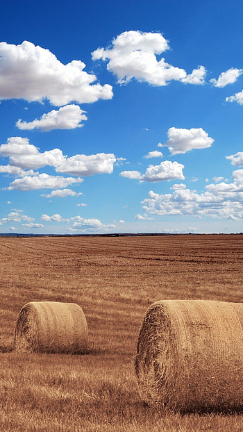 Hay bales in field, Scenic , Mobile backgrounds, Tranquility HD phone wallpaper