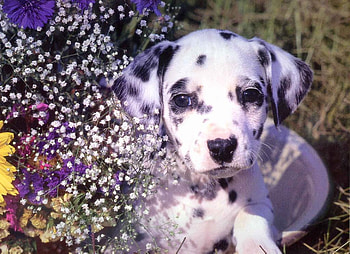 Dalmatian among flowers, dog, puppy, flower, garden, dalmatian HD wallpaper