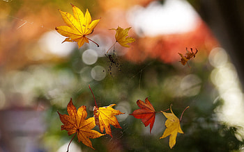 Autumn, Web, Macro, Foliage, Bokeh, Boquet, Spider HD wallpaper