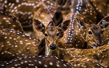Spotted Serenity — Deer, Animal, deer HD wallpaper