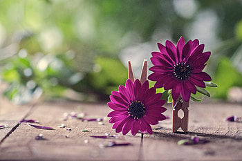 Still life, Petals, Flowers, Petsls, Macro, Clothespins HD wallpaper
