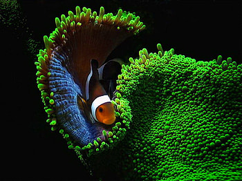 Sea the beauty, blue, white, black, green plants, fish, under water, orange, ocean HD wallpaper