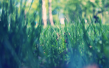 Grass, Macro, Park, Morning, Spring HD wallpaper