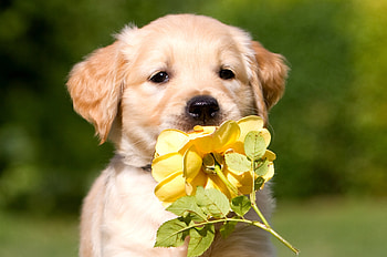 Animals, Flower, Petals, Puppy, Retriever HD wallpaper