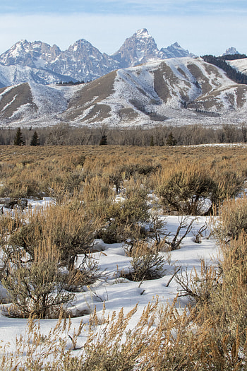 Landscape, Winter, Nature, Mountains, Snow, Bush HD phone wallpaper