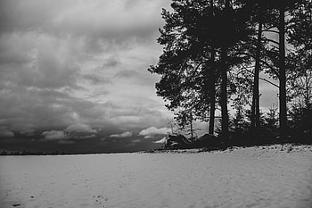 Winter, Nature, Trees, Snow, Field, Bw, Chb HD wallpaper