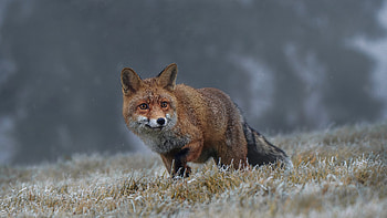 Fox, animal, nature, graphy HD wallpaper