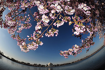 sakura festival, blue sky, pink, cherry, sakura, spring, blossom HD wallpaper