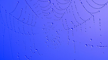 Drops on the spiderweb, graphy, rain, raindrops, , drops, nature, spiderweb, macro HD wallpaper