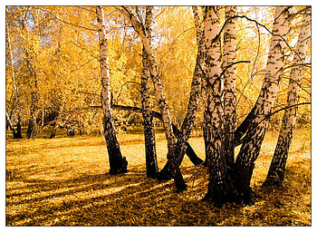 fall, yellow, trees, nature, forest HD wallpaper