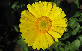 Flower, leaves, daisy, yellow, nature HD wallpaper