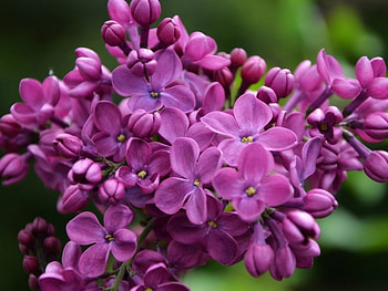 LOVELY LILACS, LILACS, FLOWERS, LOVELY HD wallpaper