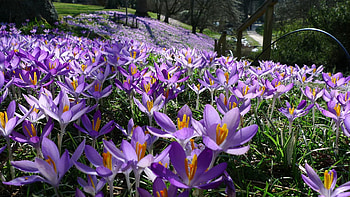 Nature, Flowers, Flower Bed, Flowerbed HD wallpaper