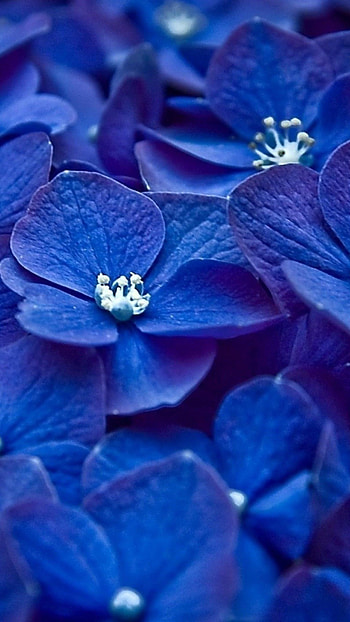 Blooming, Hydrangea HD phone wallpaper