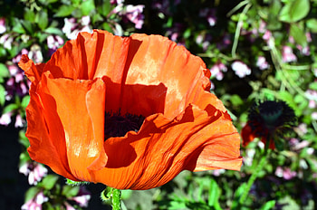 Big Poppy, garden, summer, color, flower HD wallpaper