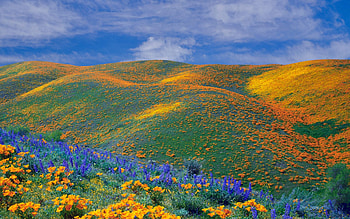 Flower Hill, colorful, pretty, flower, green, sky, nature, nice, hill HD wallpaper