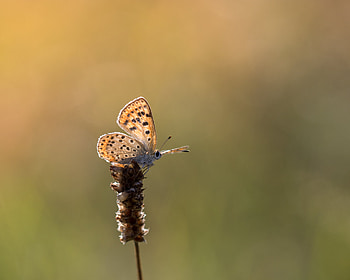 Plant, Macro, Brown, Butterfly HD wallpaper