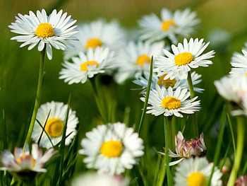 Plants, Flowers, Camomile HD wallpaper
