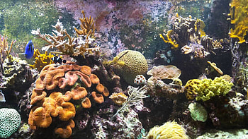 Aquarium Live Windows 10 HD wallpaper
