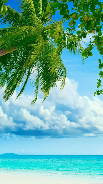 Trinidad and Tobago travels, Caribbean , Popular backgrounds, Tropical paradise HD phone wallpaper