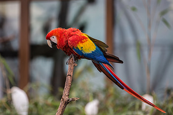 Parrot Perusing, Animals, Colorful, Birds, Parrots HD wallpaper