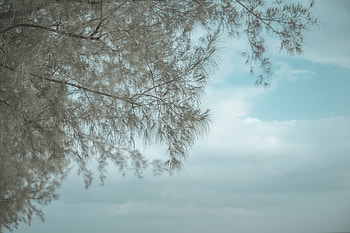 Nature, Water, Reflection, Wood, Tree, Surface, Branches HD wallpaper