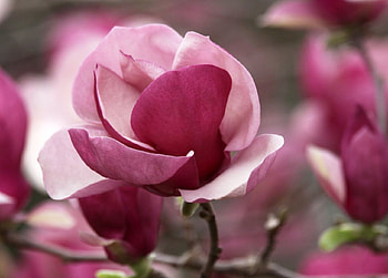 Magnolia, branch, pink, flower, luna, nature, spring HD wallpaper