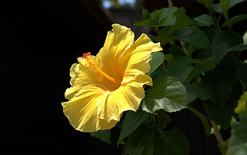 Hibiscus in Hawaii, Malavaceae family, Tropical delight, Nature's gift HD wallpaper