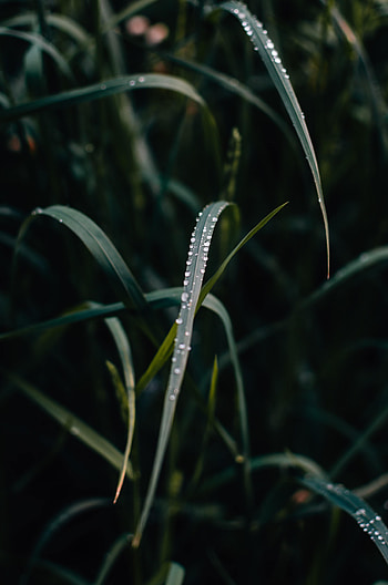 Grass, Drops, Macro, Close-Up, Dew HD phone wallpaper