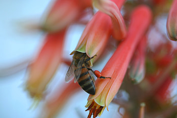 Flower, Macro, Petals, Bee, Pollination HD wallpaper