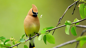 Animals, Birds HD wallpaper